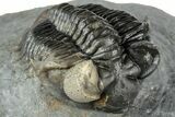 Multi-Toned Coltraneia Trilobite Fossil - Huge Faceted Eyes #312361-6